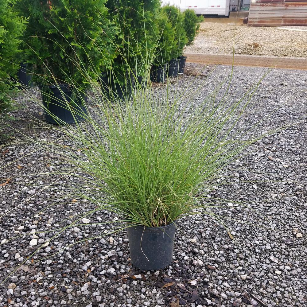 Ornamental Grasses Garden Plants & Flowers The Home Depot