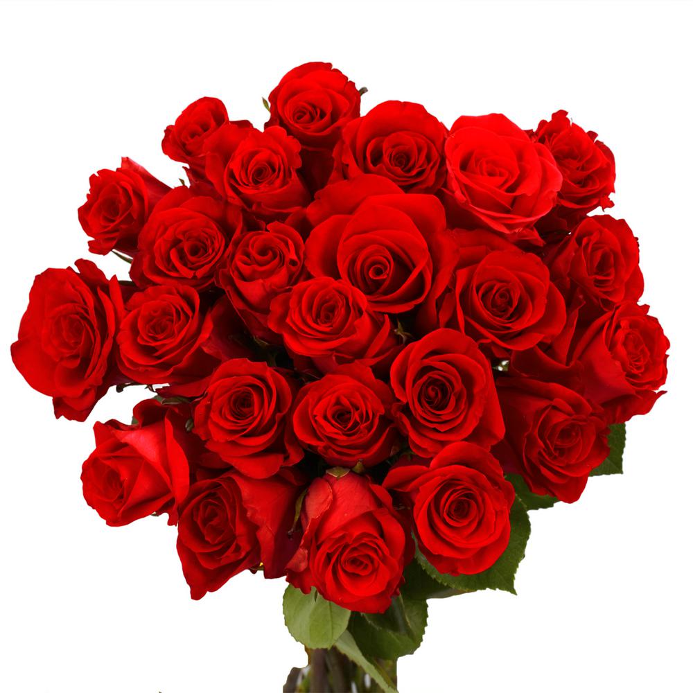 10+ Best For Red Roses Images For Valentine