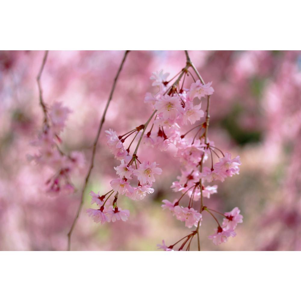 Online Orchards Double Blossom Pink Weeping Cherry Tree Bare Root