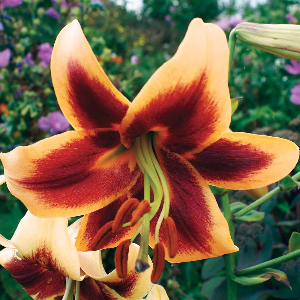 Breck's Debby Orienpet Giant Lily Bulbs (5Pack)89595 The Home Depot