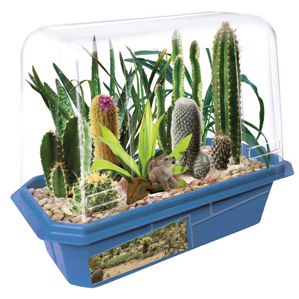 desert terrarium kit