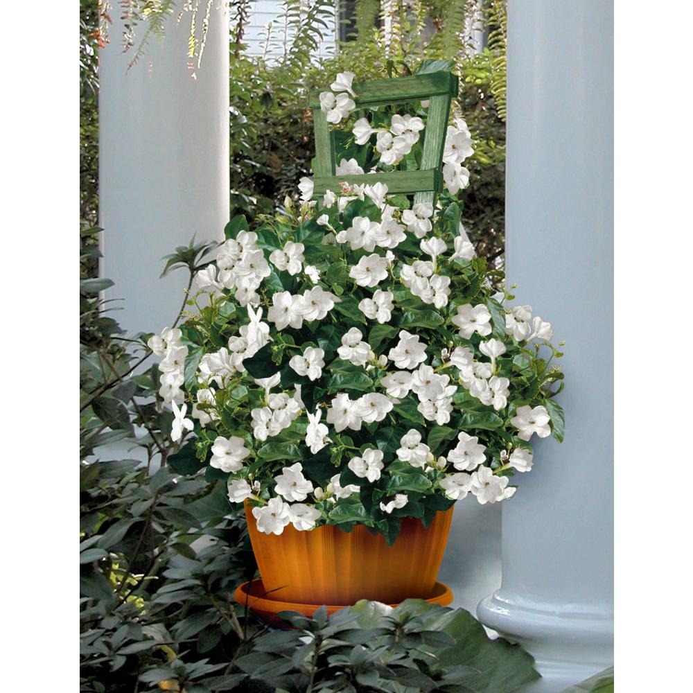 Cottage Farms Direct 2 5 Qt Sambac White Jasmine Arabian Plant In