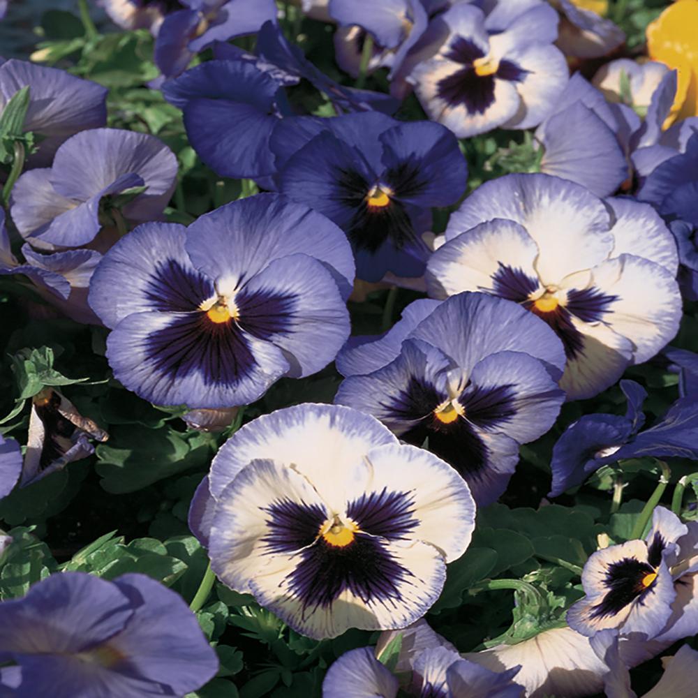 Unbranded 1.88Pint Purple and White Pansy Plant (8Pack)55464 The