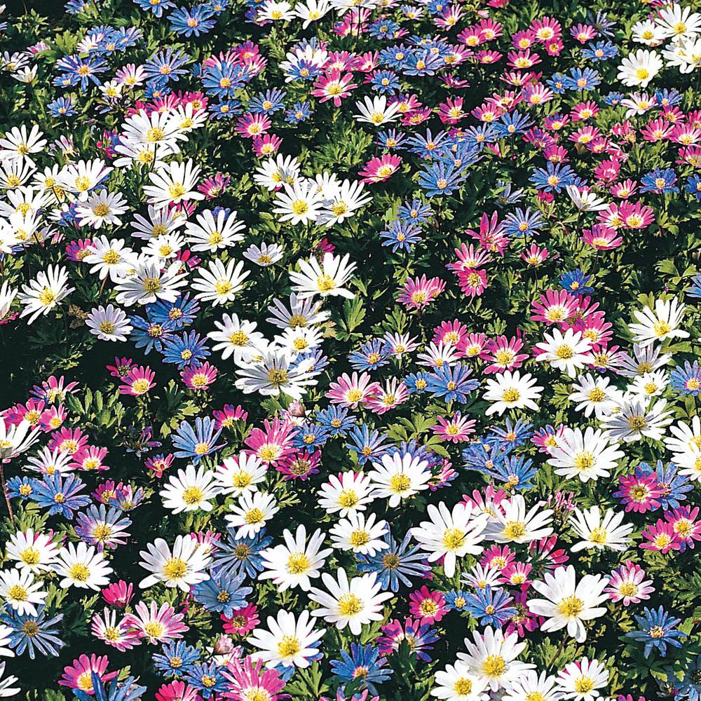 Blanda Mult Colored Windflower Anemone Bulbs Mixture 25 Pack 87928 Internet 307774981 Blanda Mult Colored Windflower Anemone