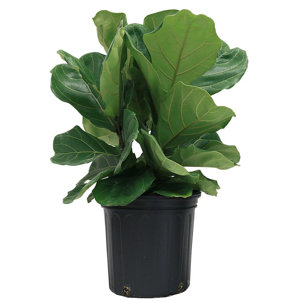 Costa Farms Ficus Lyrata, Fiddle-Leaf Fig Floor Plant in 9.25 in. Grower Pot