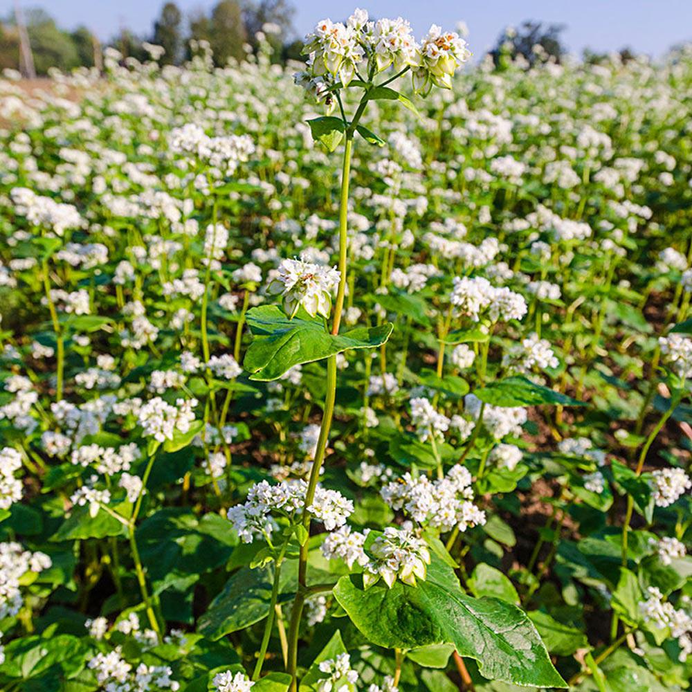 Gardens Alive! 1.5 lbs. Buckwheat Cover Crop1004 The