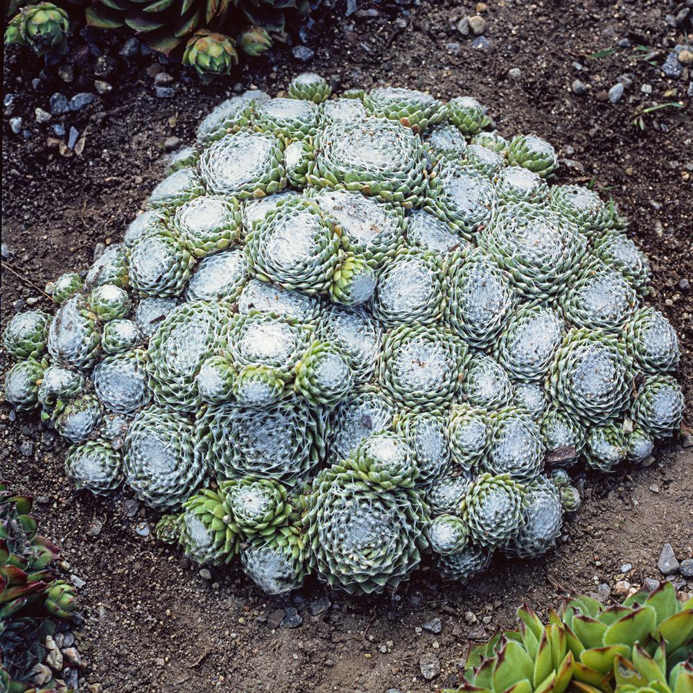 Spring Hill Nurseries 2 In Pot Cobweb Hens And S Semperviven Spring Hill Nurseries 2 In Pot Cobweb Hens And S Semperviven Ground Cover With Green