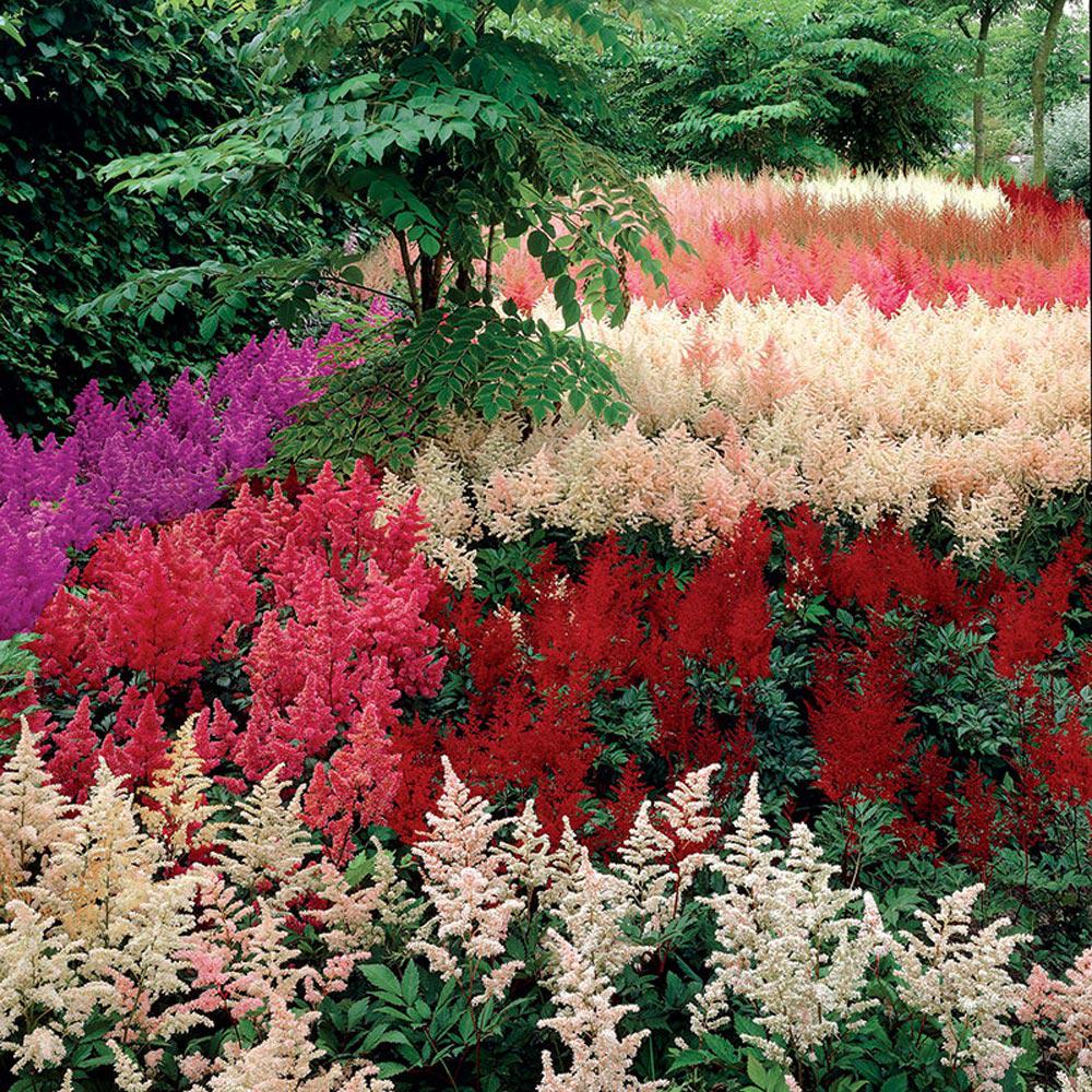 Spring Hill Nurseries Astilbe Garden Mix 6 Pack 75192 The Home Depot Spring Hill Nurseries Astilbe Garden Mix 6 Pack