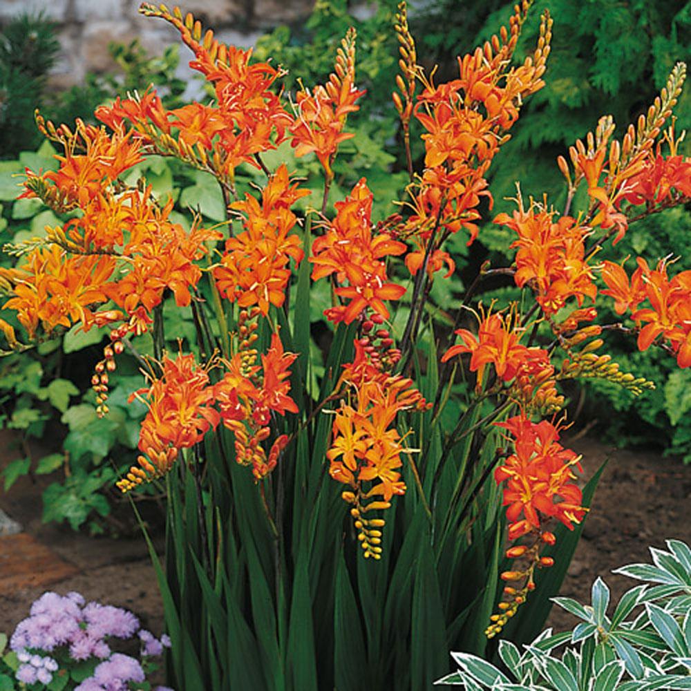 Van Bourgondien Crocosmia Masoniorum Bulbs (25-Pack)-01610 - The Home Depot