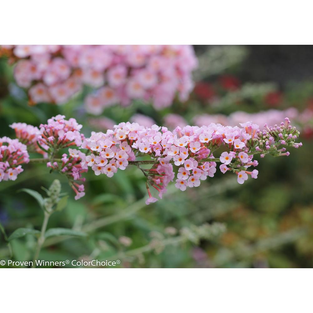 Proven Winners Inspired Pink Erfly Bush Buddleia Live Shrub Proven Winners Inspired Pink Erfly Bush Buddleia Live Shrub Light Flowers
