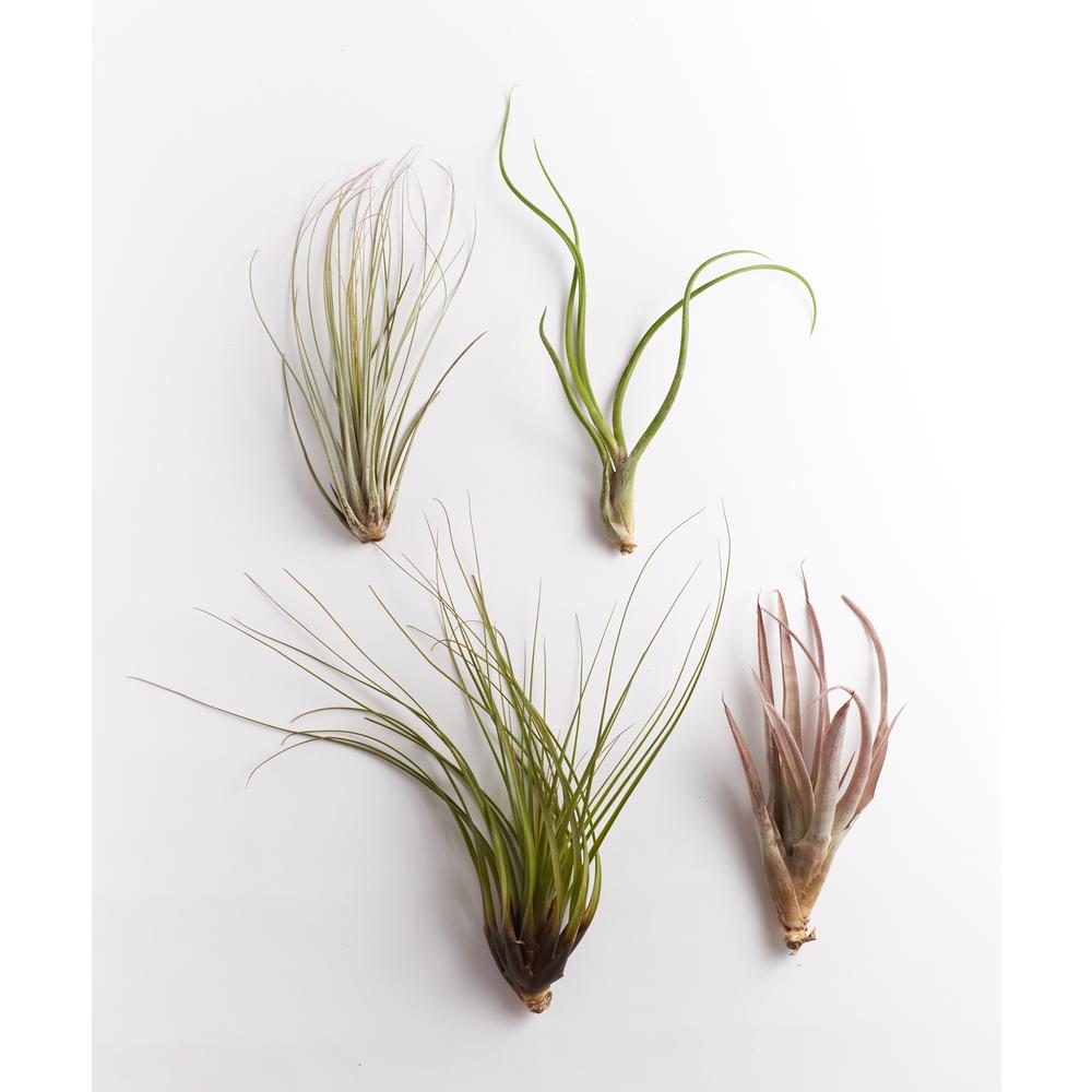 Air Plants Home Depot
