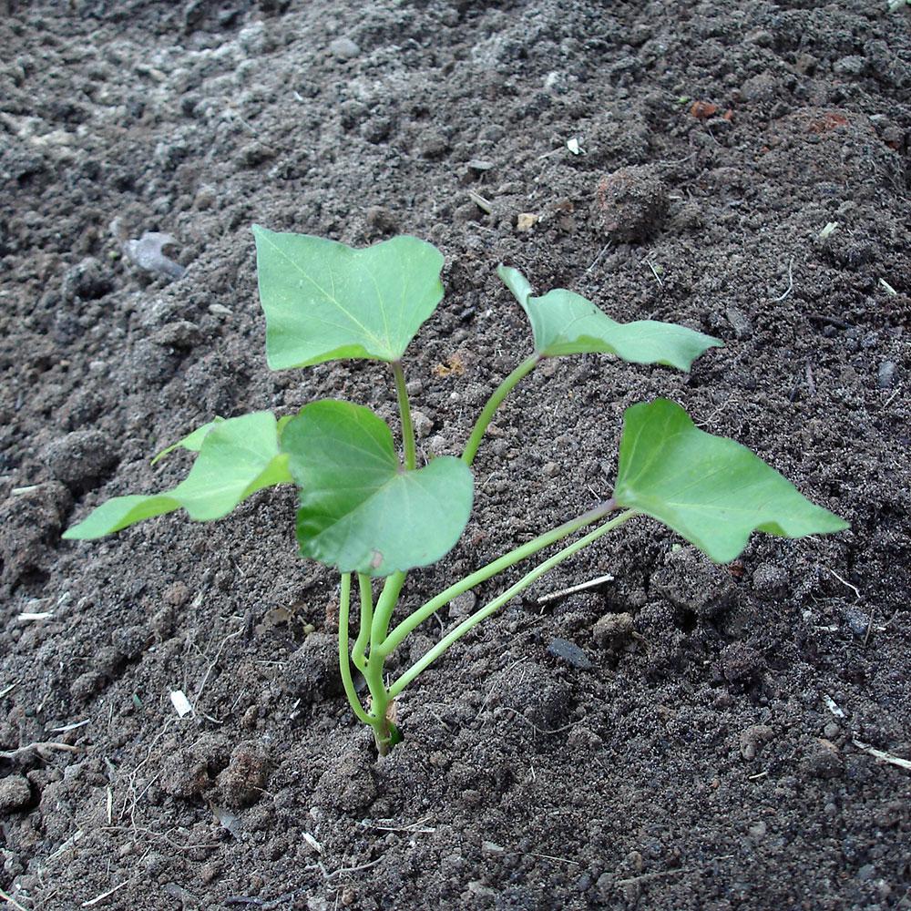 Bonnie Plants 6PK Potato Sweet Potato4131 The Home Depot