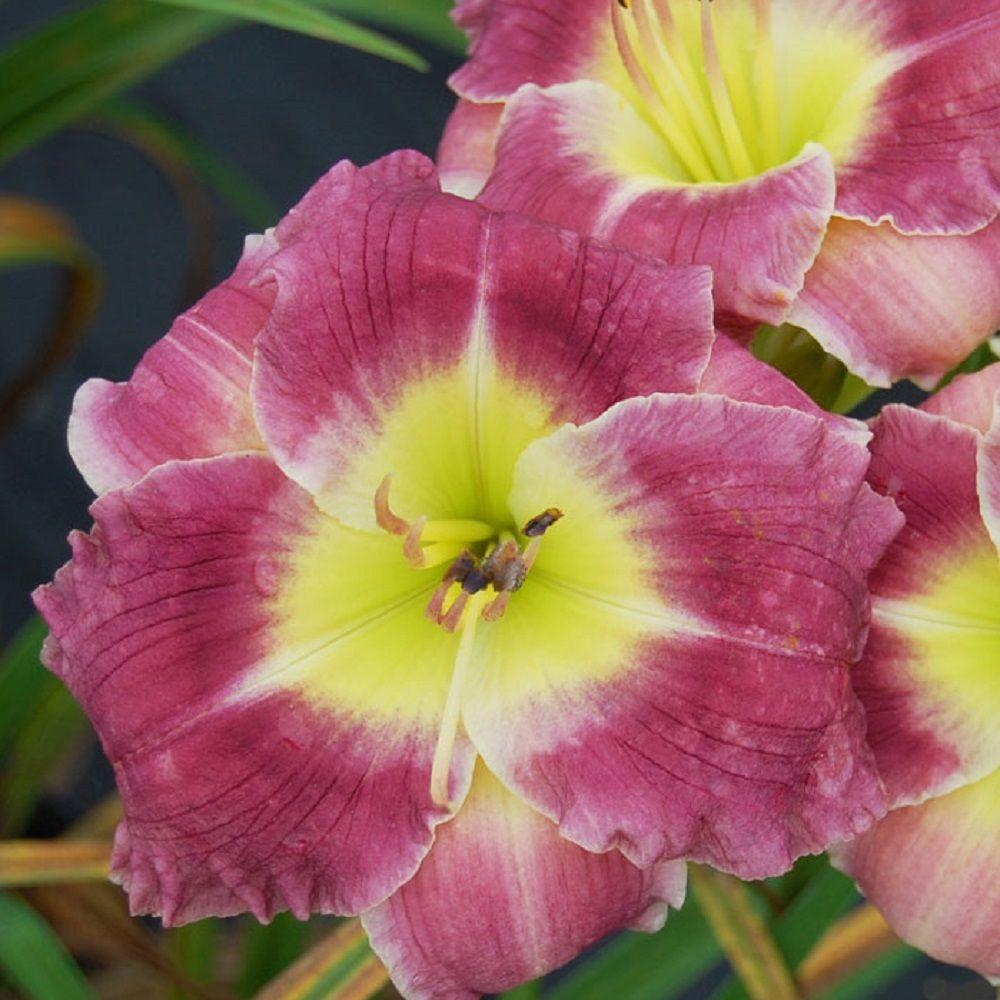 Daylily Perennials Garden Plants & Flowers The Home Depot