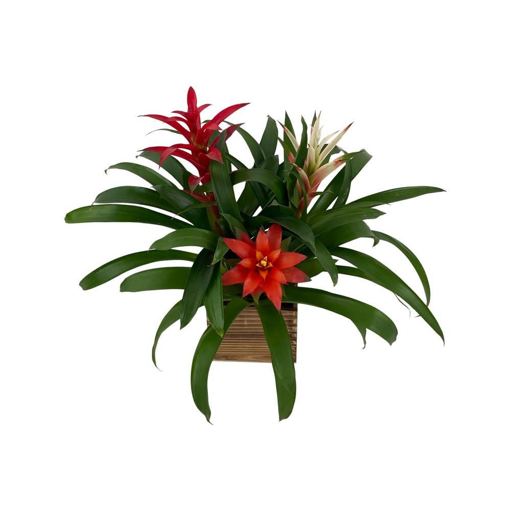 Costa Farms Bromeliad Plant Grower S Choice Colors In 4 In Decor Por Co Bro4gp 3 Bam The Home Depot