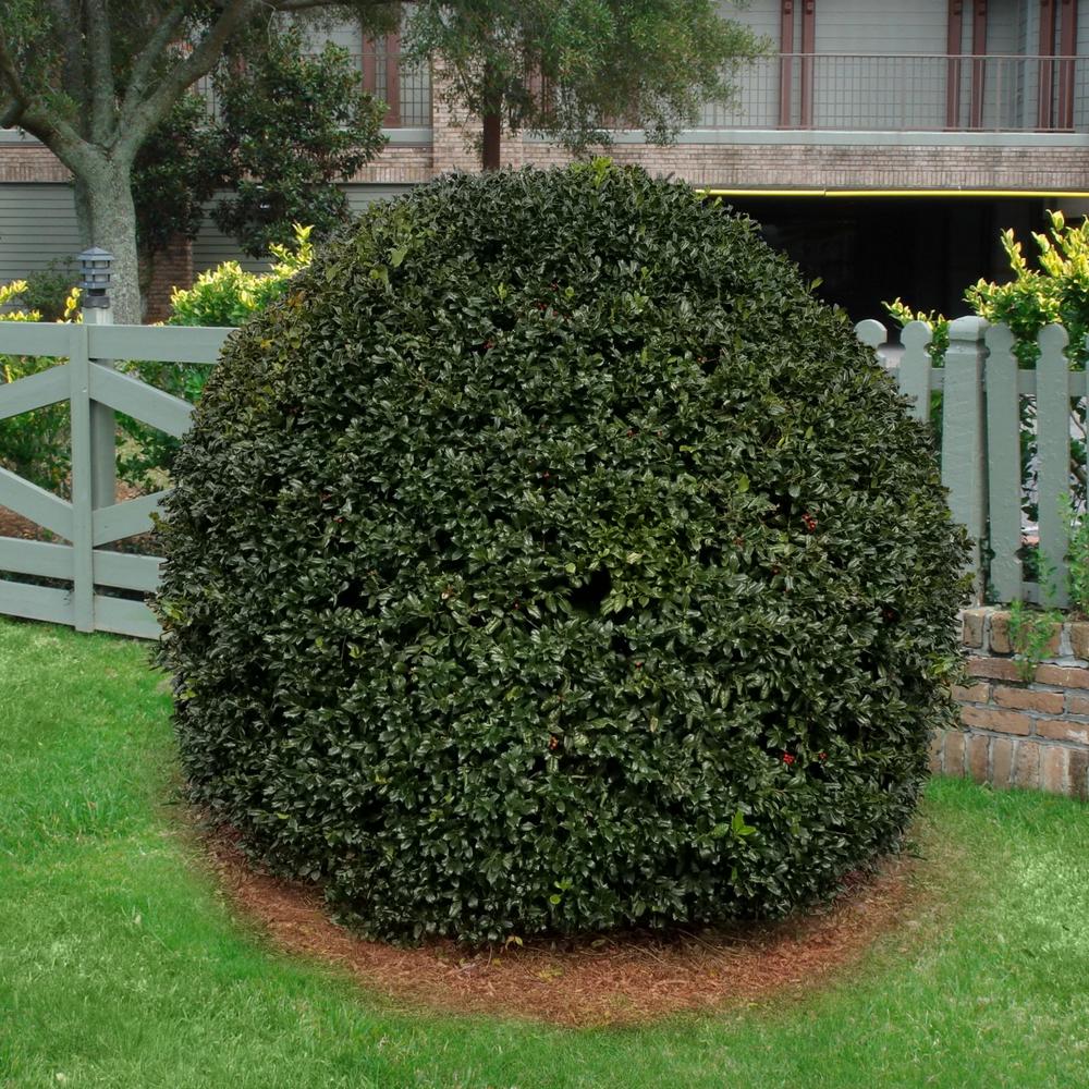 National Plant Network 2 5 Qt Holly Nellie R Stevens Shrub