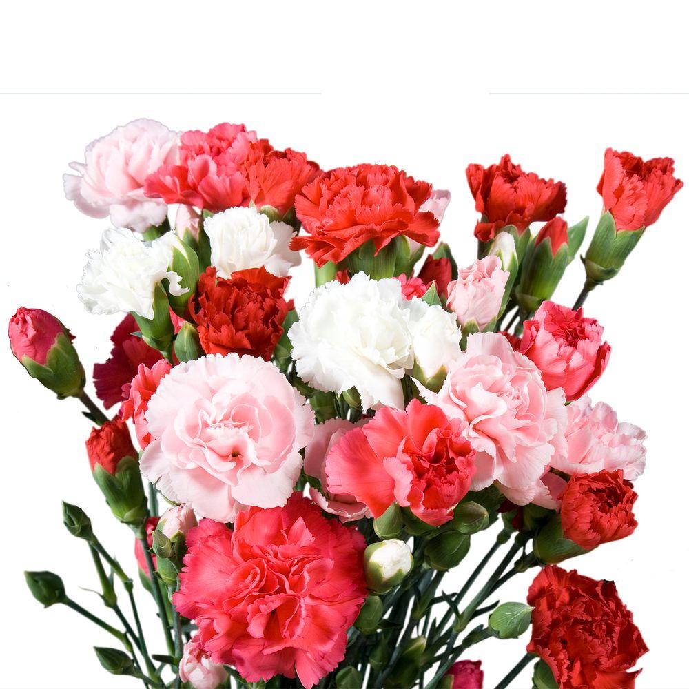Globalrose Fresh Mother's Day Assorted Mini Carnations (160 Stems 640