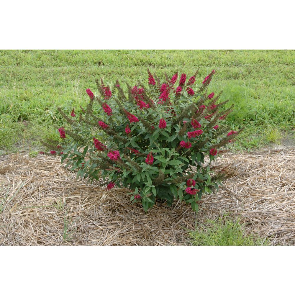 Proven Winners 1 Gal. Miss Molly Butterfly Bush (Buddleia) Live Shrub, Deep Pink Flowers