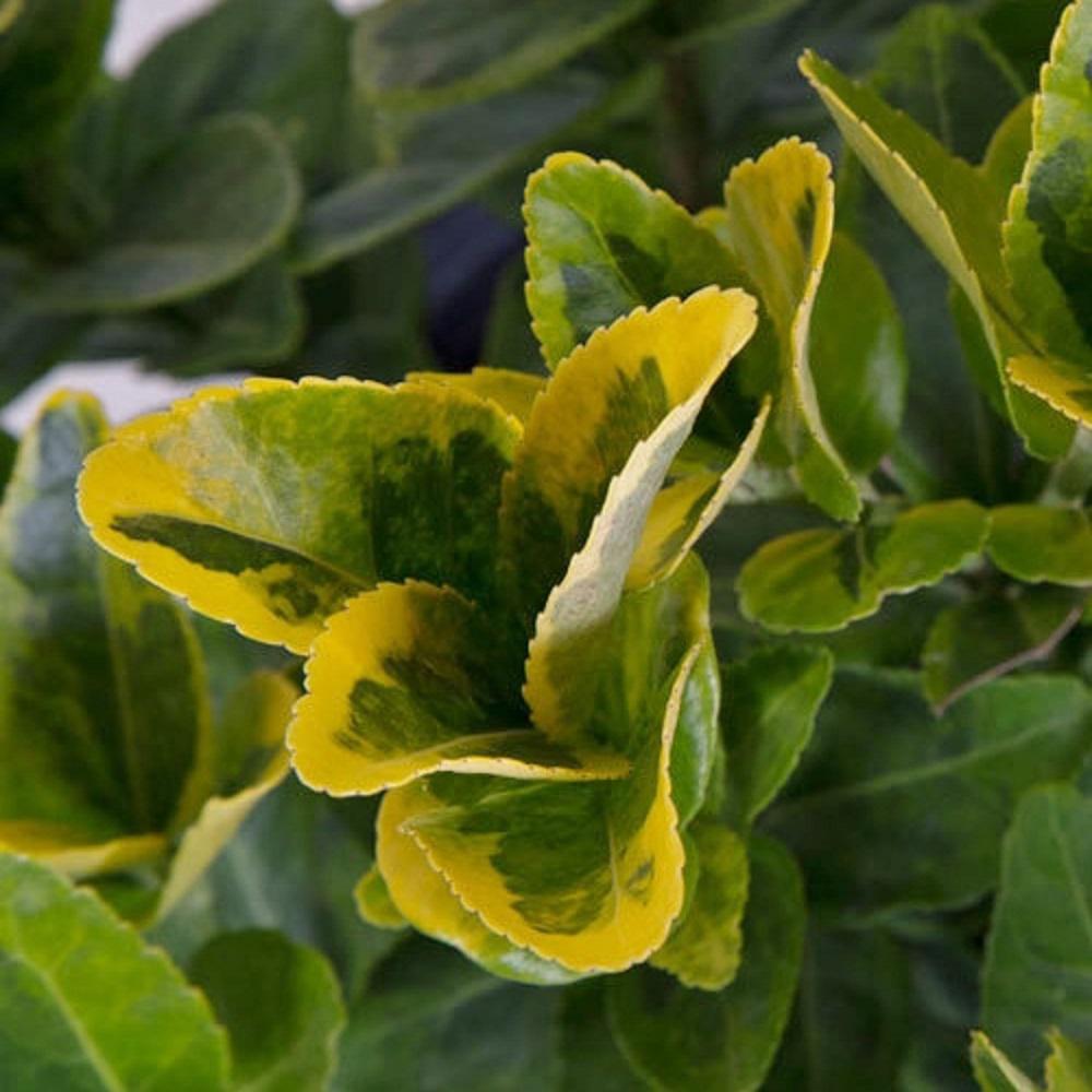 9.25 in. Pot - Golden Euonymus, Live Evergreen Shrub, Green and ...
