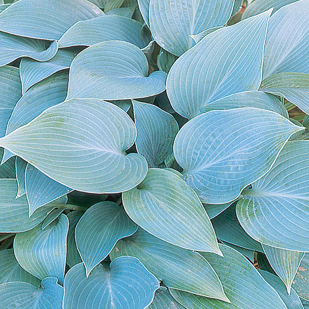 1 Halcyon Blue Hosta Plant629 The Home Depot