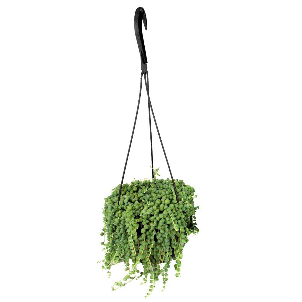 6 in Assorted String of Pearls Hanging  Basket Plant  