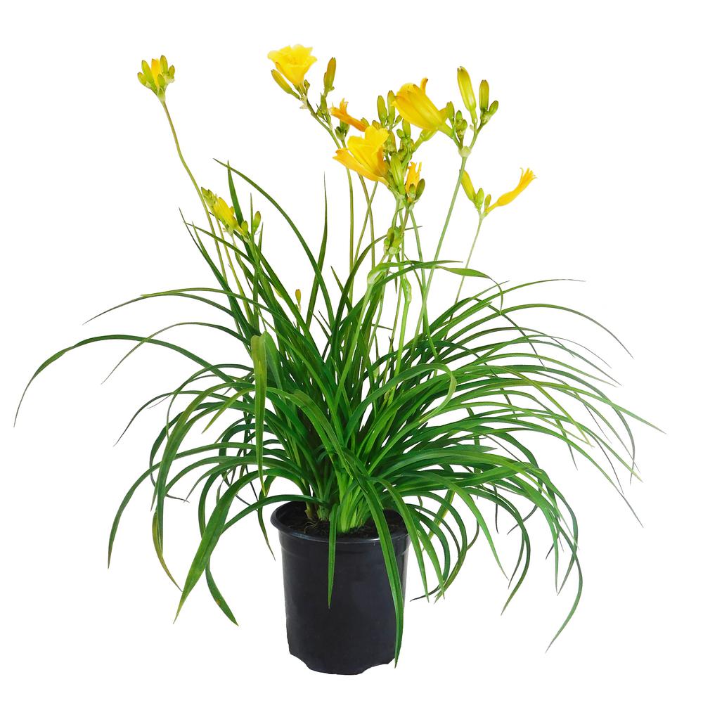 1 Gal. Stella De Oro Daylily Perennial Plant with Golden Yellow Flowers ...