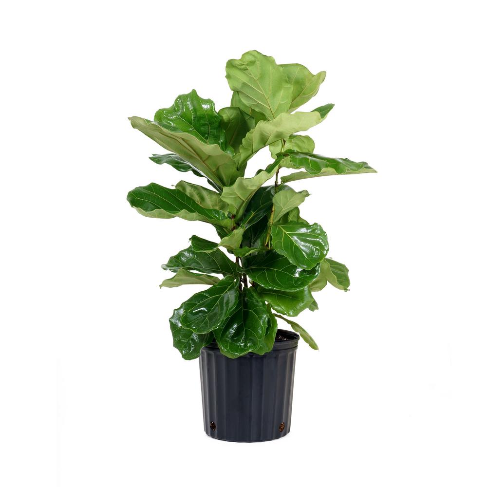 Fiddle Leaf Fig Indoor Plants Plants Garden Flowers The Home Depot,What Are Scallops Made Out Of