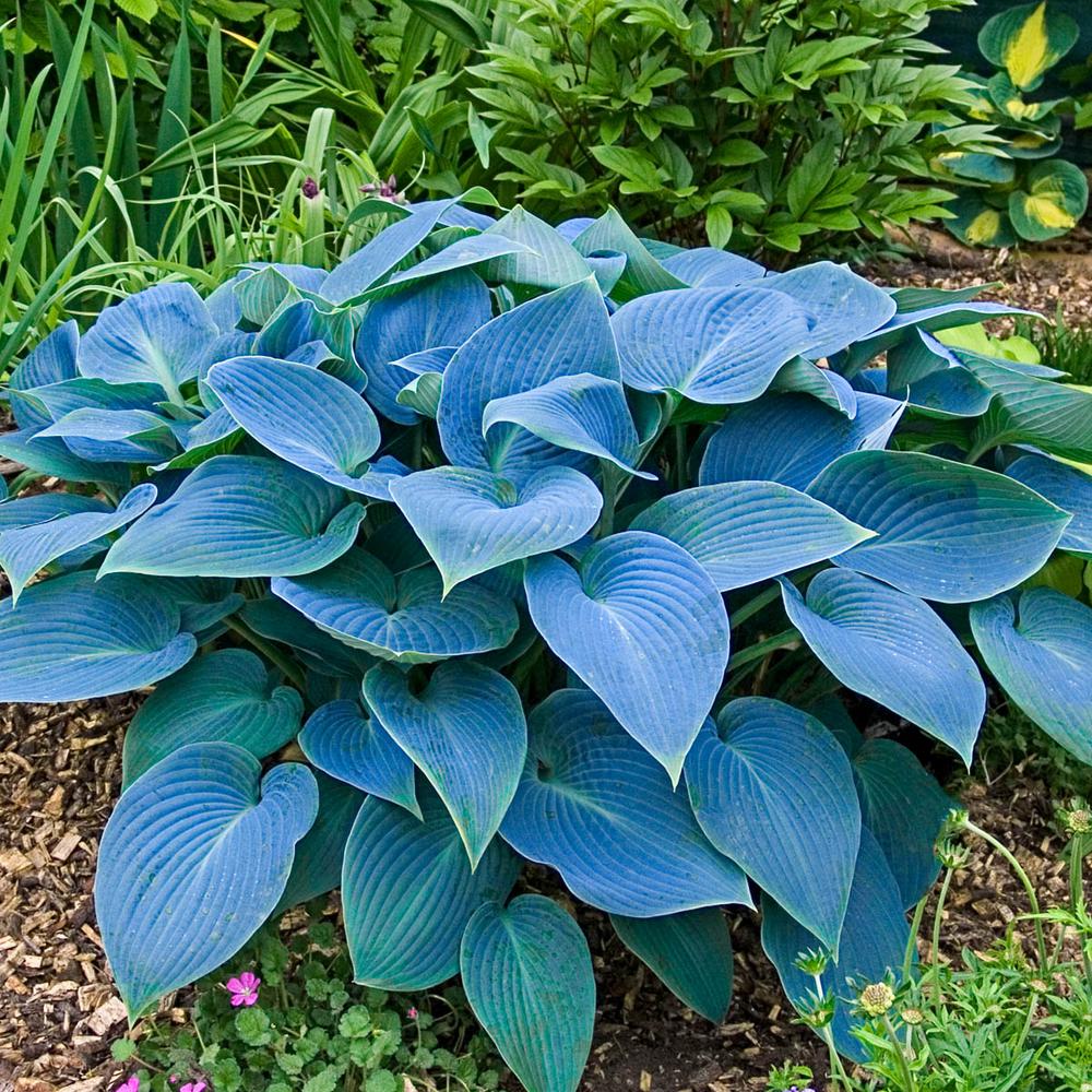 Large Hosta Varieties E nqixz