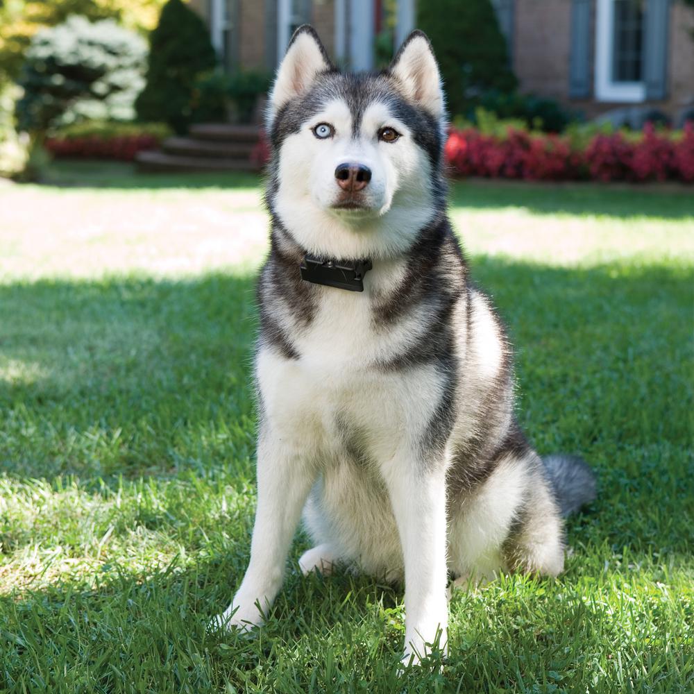 electric dog fence home depot