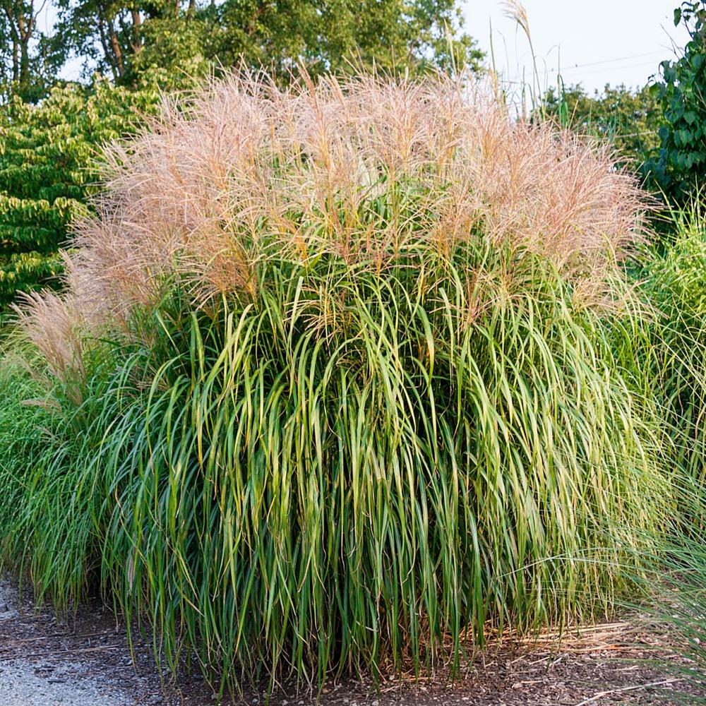 Spring Hill Nurseries Maiden Grass (Miscanthus) Live