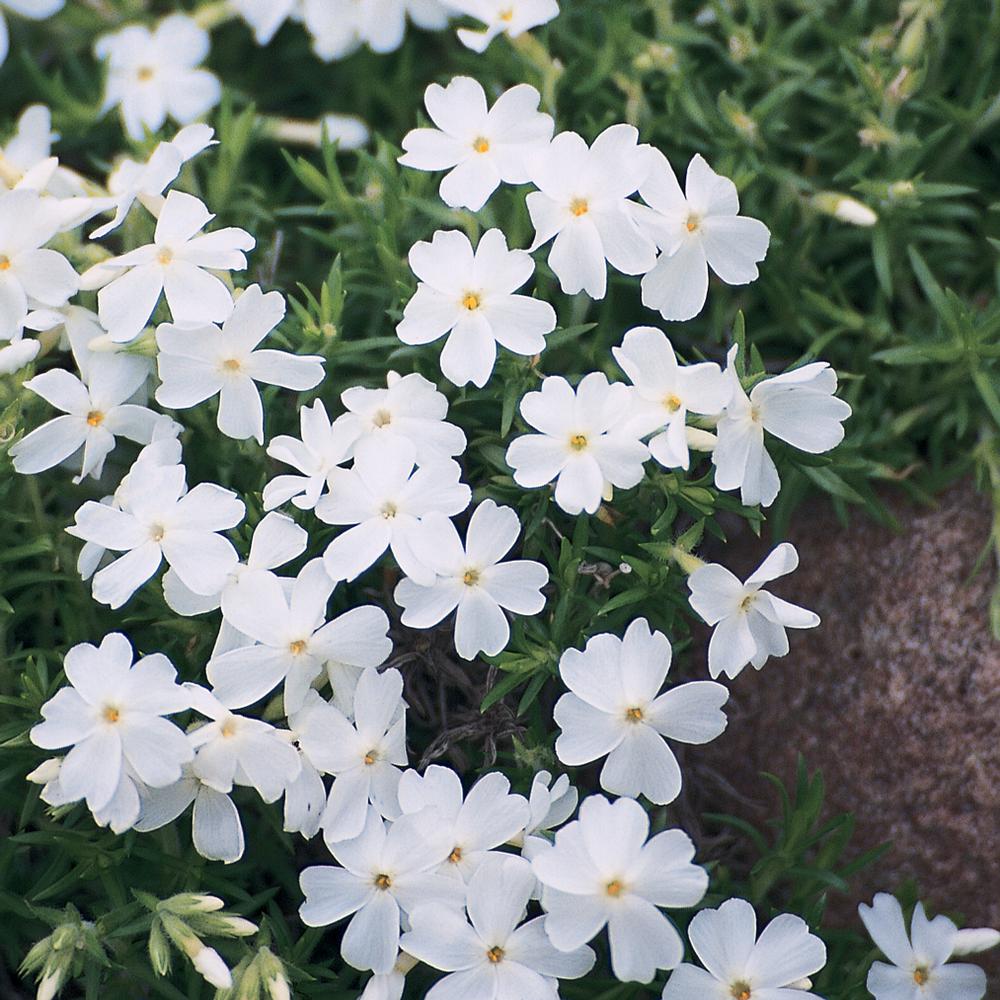 2. 5 Qt. Early Spring White Creeping Phlox Plant63281 The Home Depot