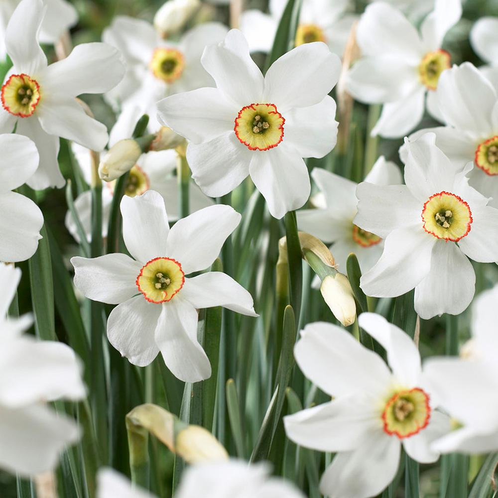 Van Zyverden Daffodils Bulbs Pheasant S Eye Set Of 12 87031 The Daffodils Bulbs Pheasant S Eye Set Of 12
