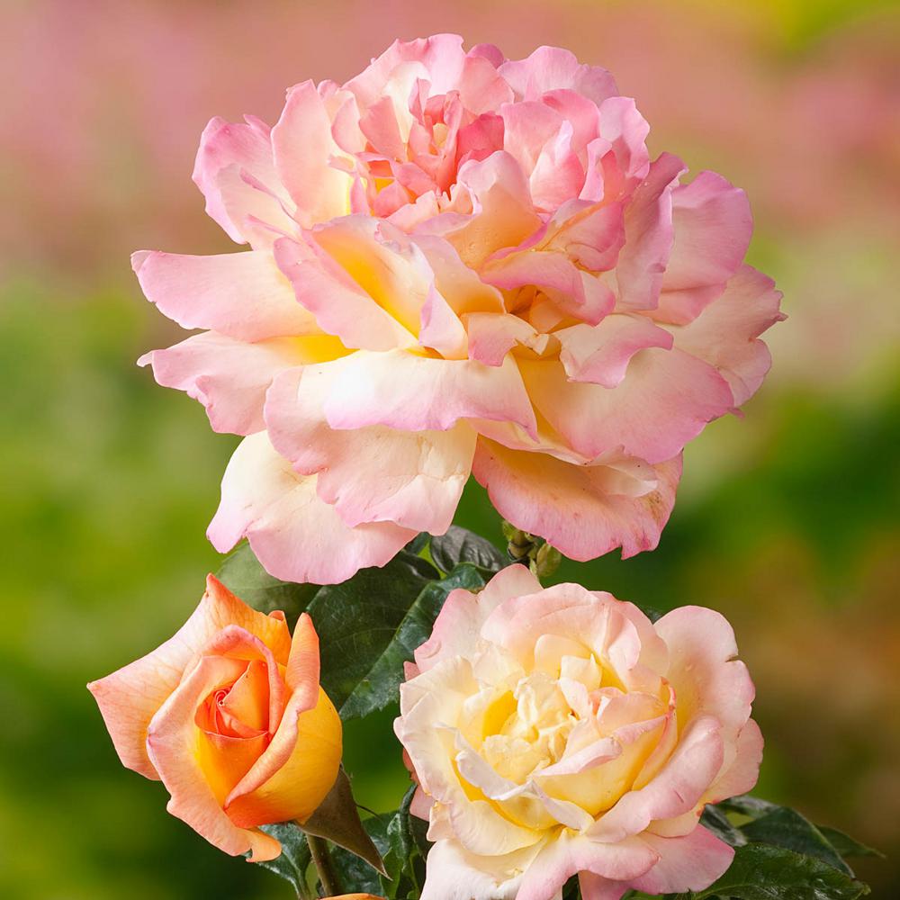 Spring Hill Nurseries Peace Hybrid Tea Rose, Live Bareroot Plant