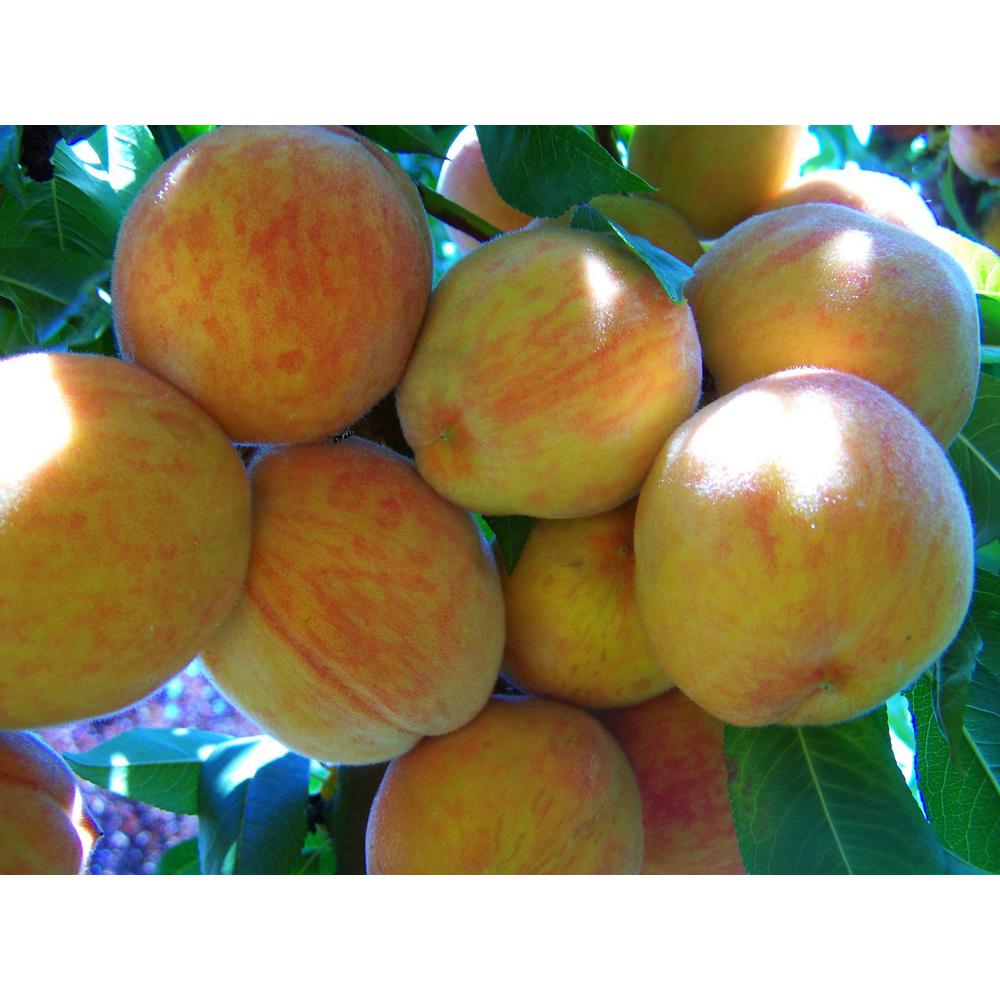 Online Orchards Suncrest Peach TreeFTPE004 The Home Depot