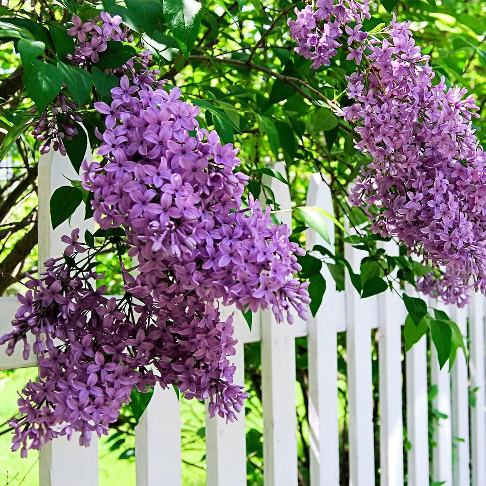 Lilac Bushes Plants Garden Flowers The Home Depot