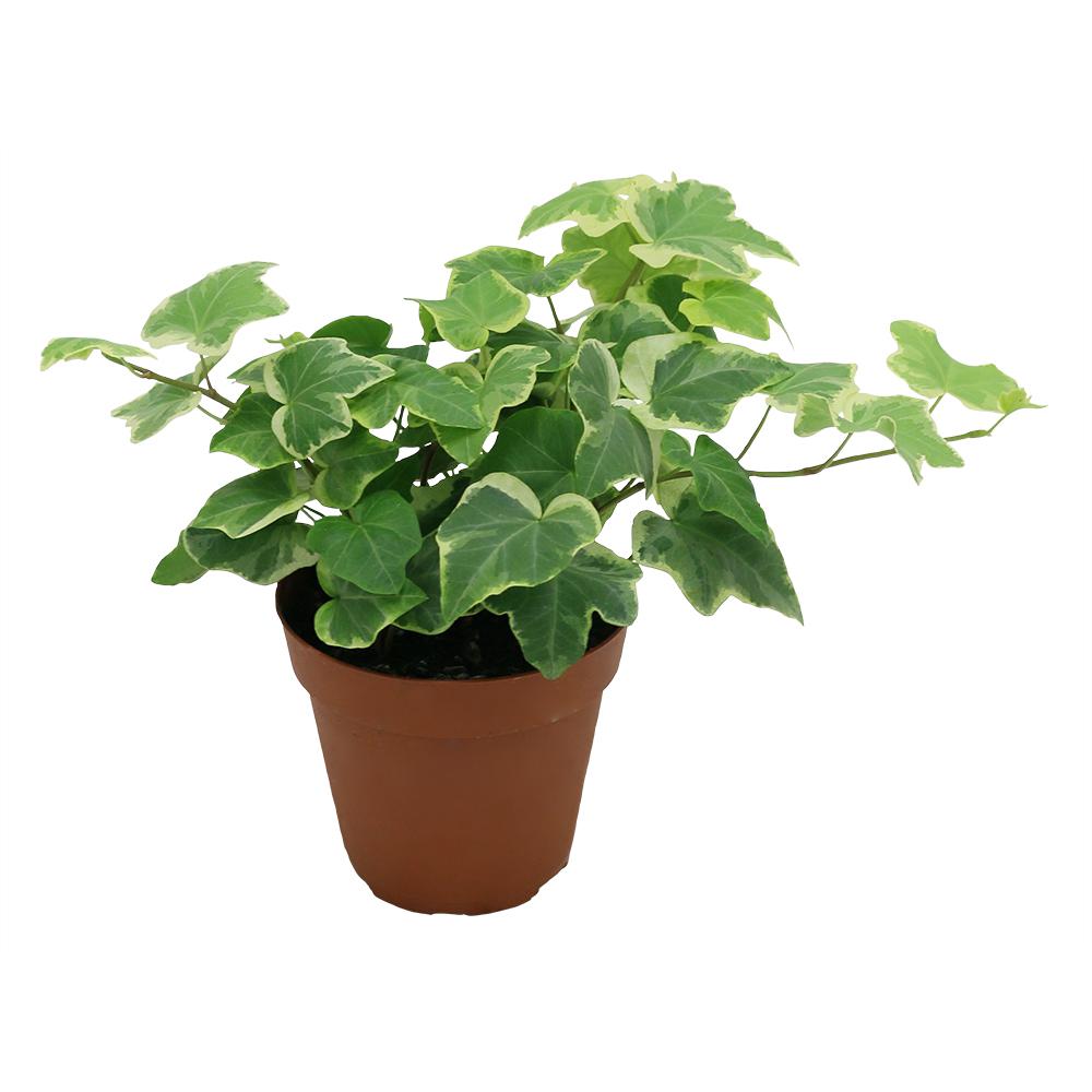 Delray Plants Hedera Ivy in 4 in. Grower Pot-90403 - The ...