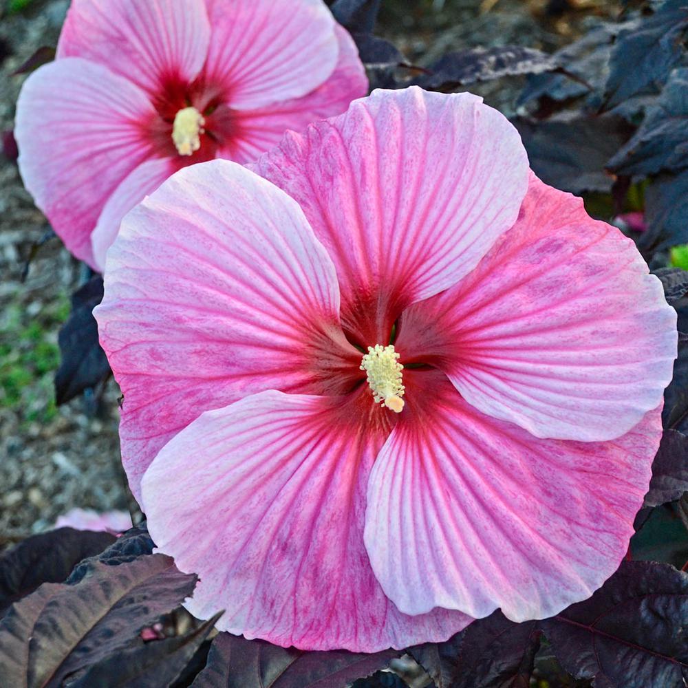 Spring Hill Nurseries Starry Starry Night Perennial Hibiscus Live Bareroot Plant With Pink 0970