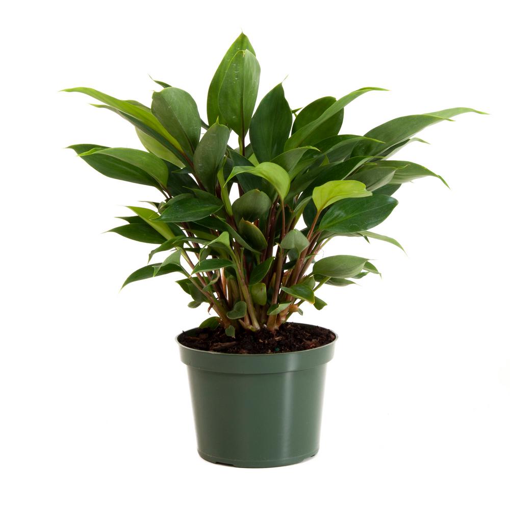 Burbidgea Golden Brush Ginger in 6 in. Grower Pot26462