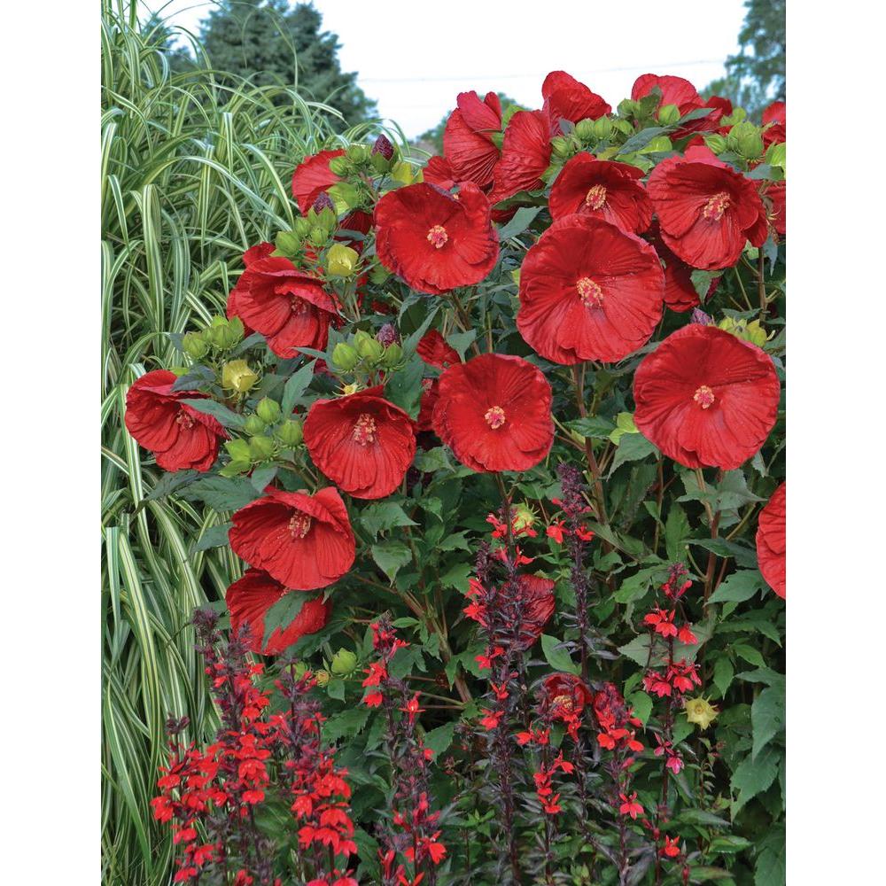 hibiscus garden plants flowers garden center the home depot hibiscus flower paper punch