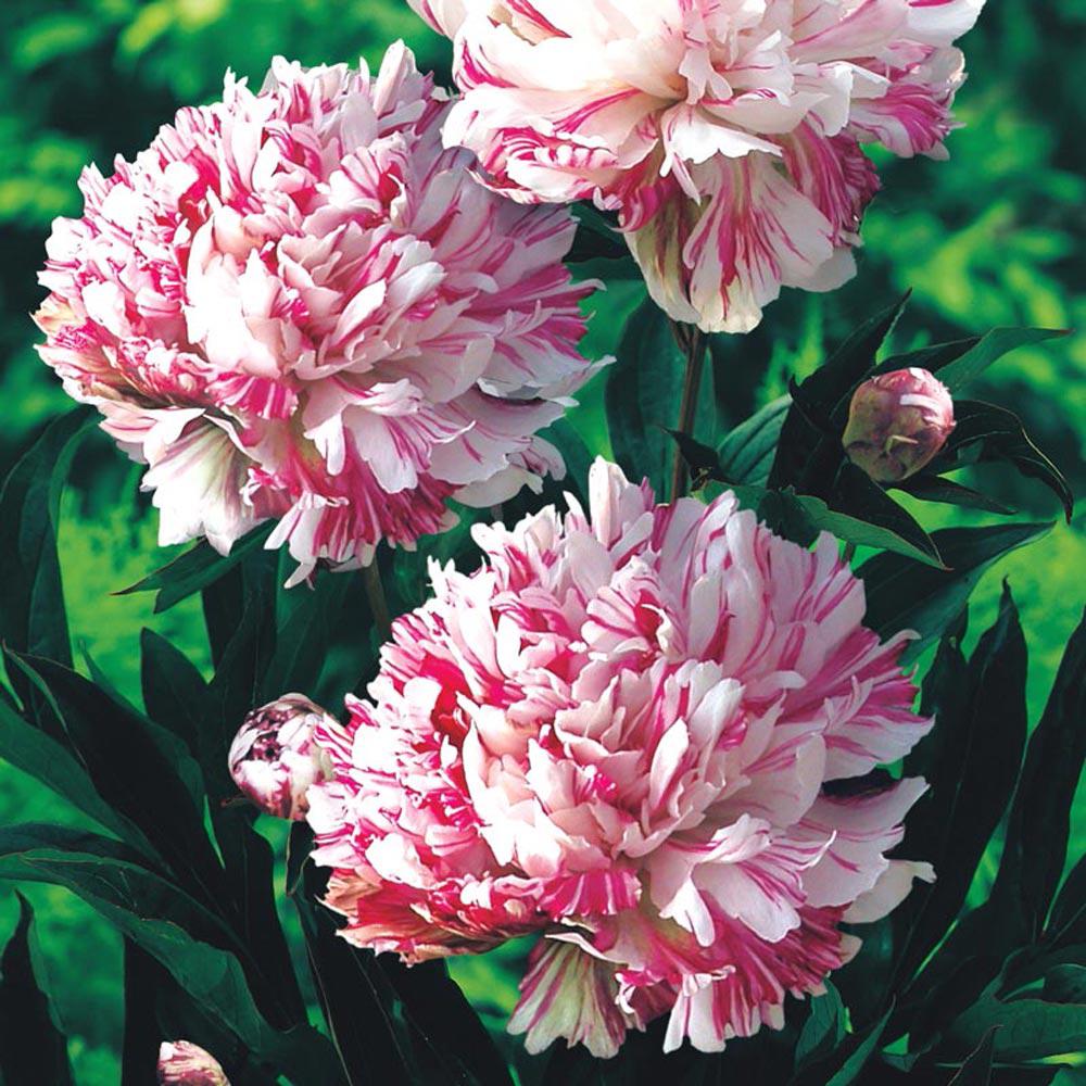 Spring Hill Nurseries Kirinmaru Peony Paeonia Live Bareroot Plant Spring Hill Nurseries Kirinmaru Peony Paeonia Live Bareroot Plant White And Red