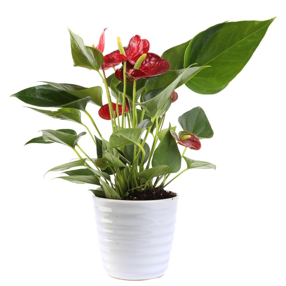 Costa Farms Blooming Anthurium Plant in 4 in. White Ceramic PotCO