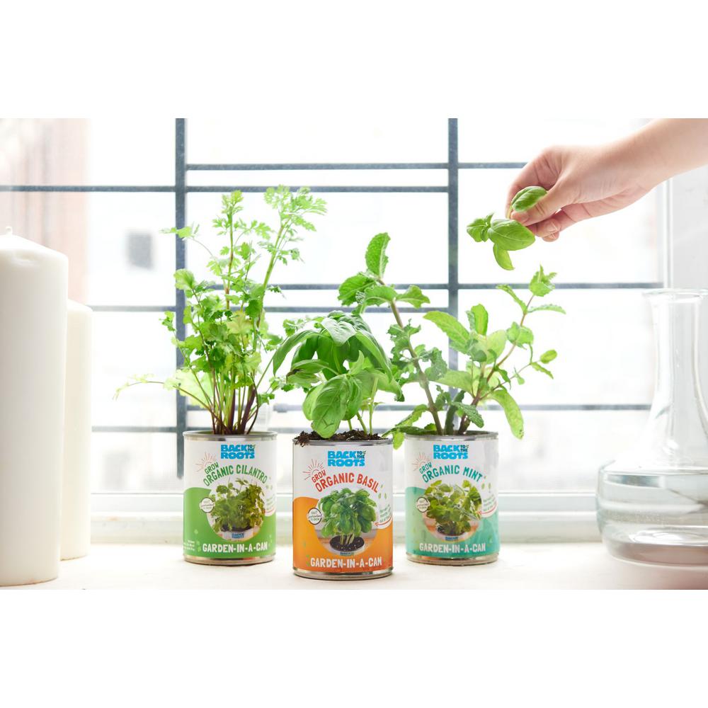 Back To The Roots Basil Cilantro Mint Grow Kit Herb Garden 3 Pack