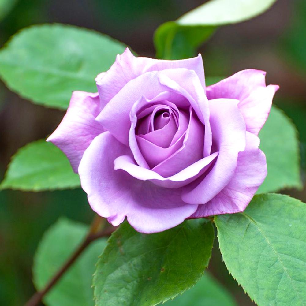 mauve and fragrant Lilac Rose /'Blue Moon/' Bareroot Hybrid Tea rose