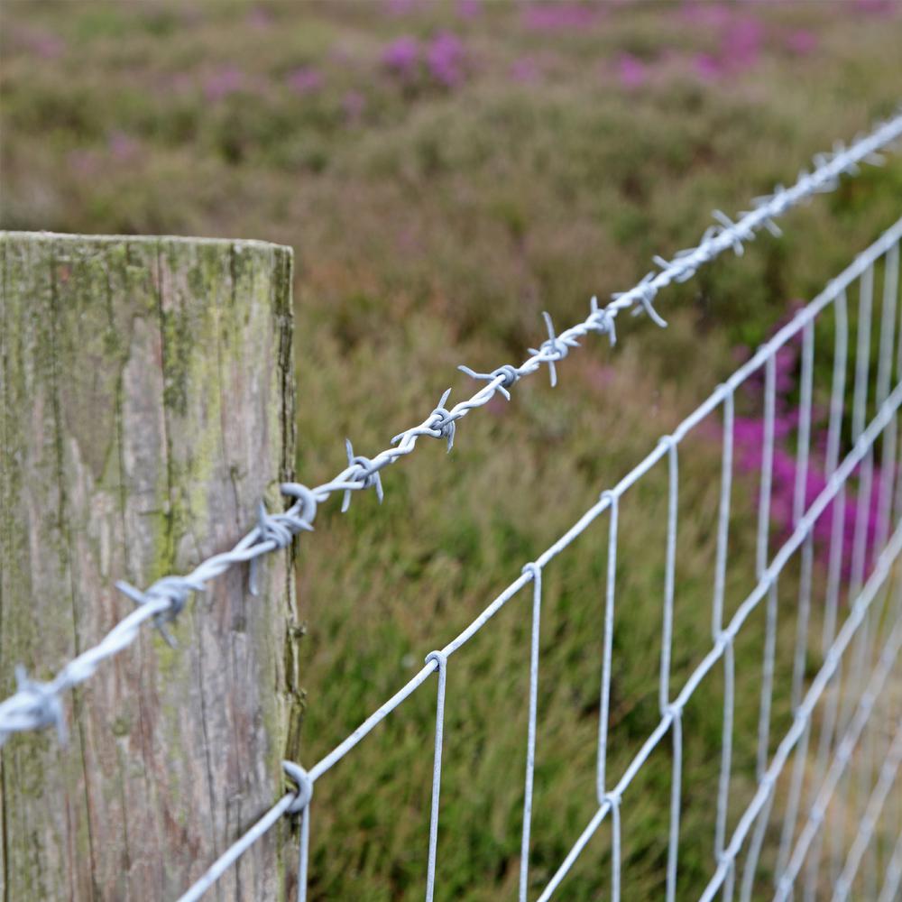 the barb wire