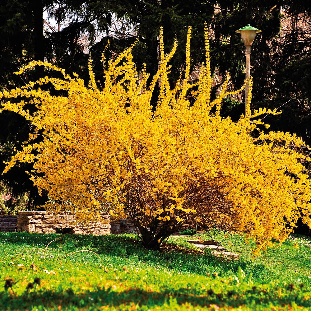 Yellow Evergreen Shrubs Trees Bushes The Home Depot Forsythia Lynwood Gold Root Stock 1 Set
