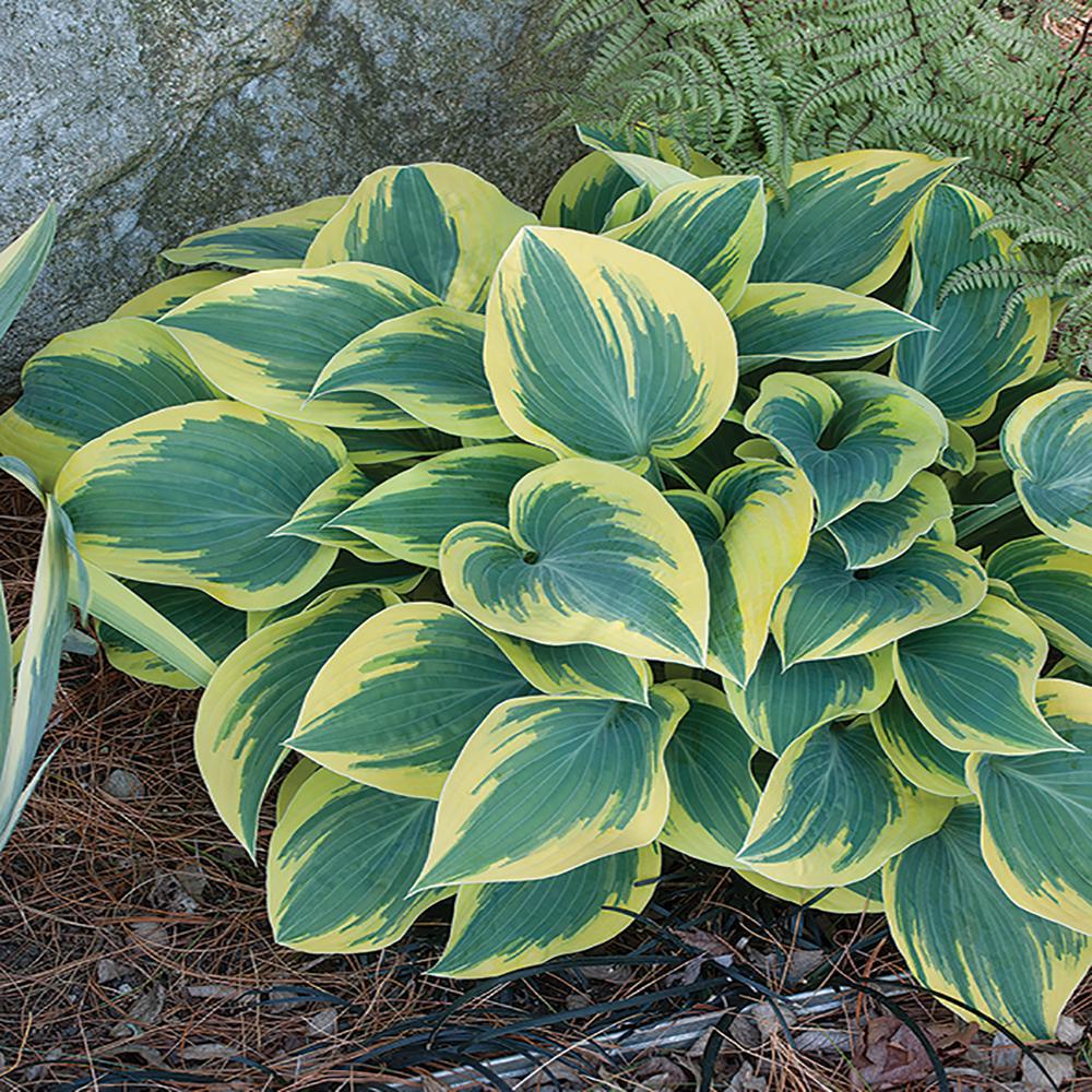 Unbranded 2.5 Qt. Twilight Variegated Hosta Plant18247 Unbranded 2.5 Qt. Twilight Variegated Hosta Plant18247