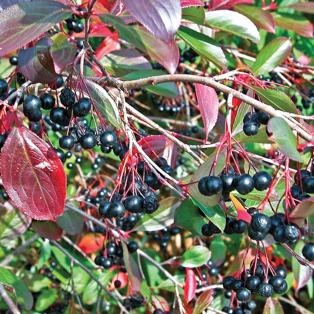 Spring Hill Nurseries Black Chokeberry Aronia Live Deciduous Spring Hill Nurseries Black Chokeberry