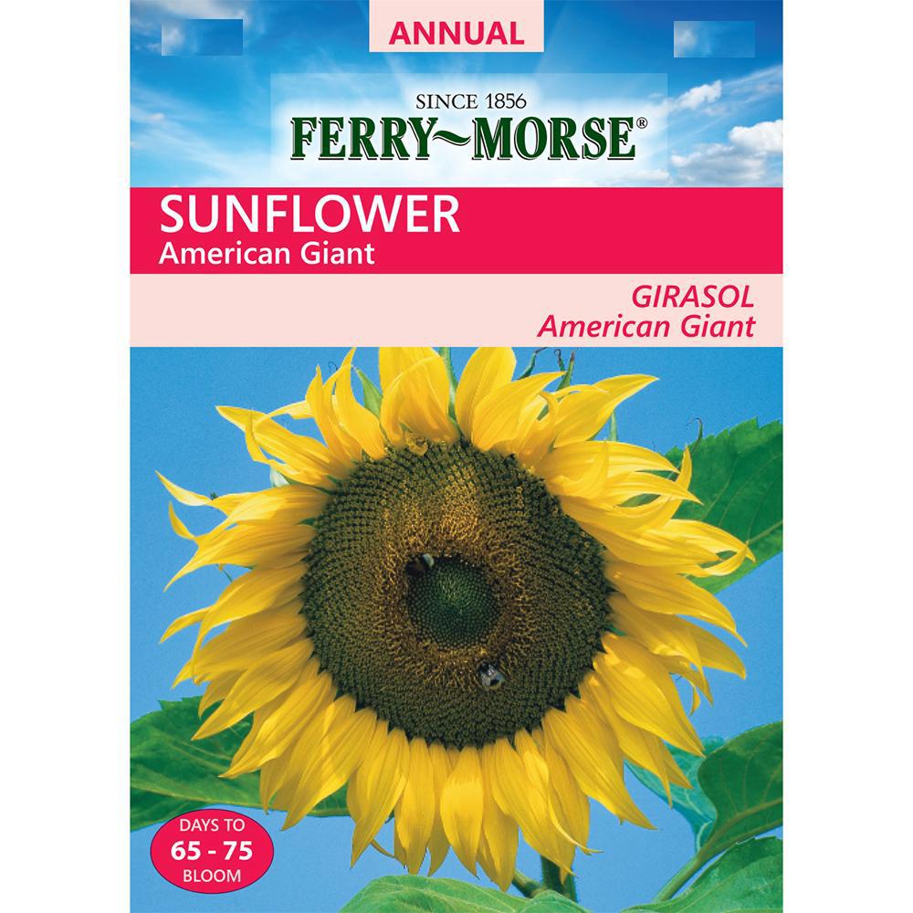 FerryMorse Sunflower American Giant Seed1950 The Home Depot