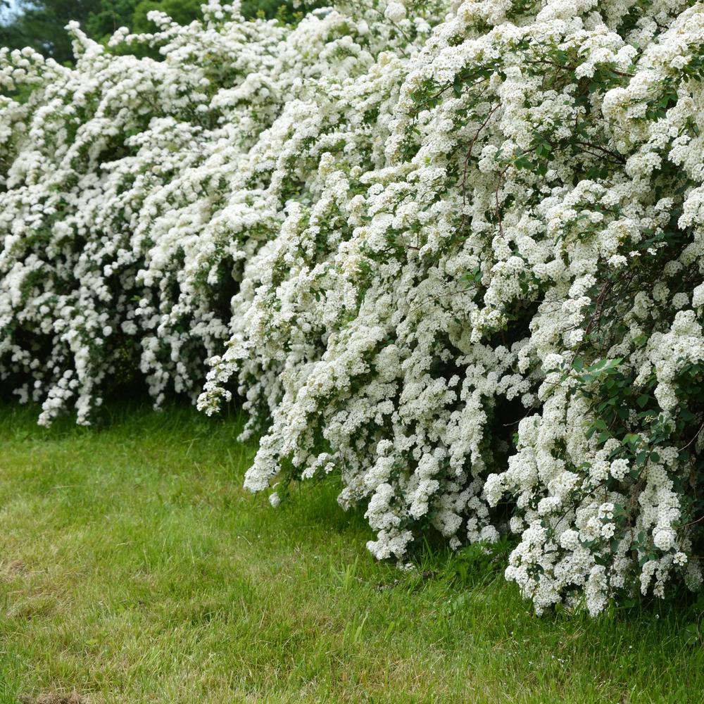 Reeves Spirea Plant Draomen