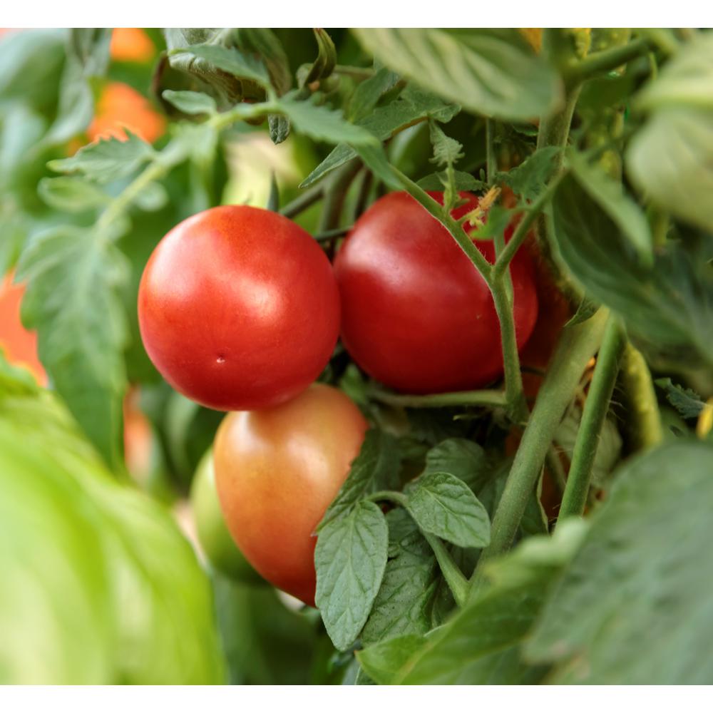 PROVEN WINNERS 4.25 in. Grande Garden Gem Tomato (Lycopersicon) Live
