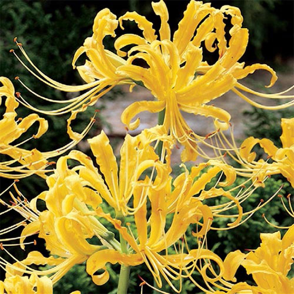 5x Bulbs Blue Lycoris Radiata Spider lily Flower Garden Lycoris Bulbs Decor~